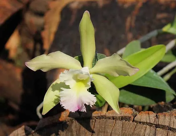 (Brassavola digbyana x Rhyncholaeliocattleya Young Kong) 'ORCHIS'