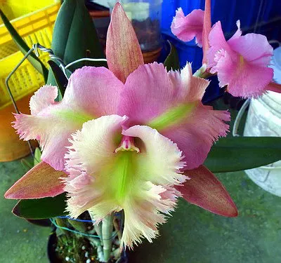 (Cattleya Pink Jaguar x Brassavola digbyana) 'ORCHIS'