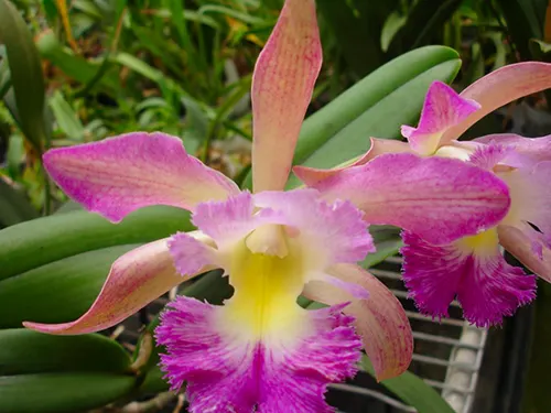 Brassavola digbyana x Cattleya Little Oliver