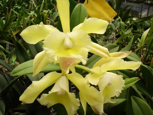 Brassavola digbyana x Rhyncholaeliocattleya Green Devil