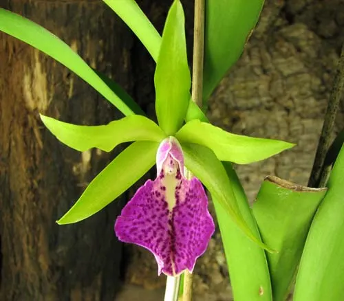 Brassocattleya Binosa 'Lynn' x Cattleya Fascelis 'Autumn Leaves'