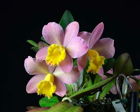 Cattleya Crystelle Smith 'N. Randactyle'