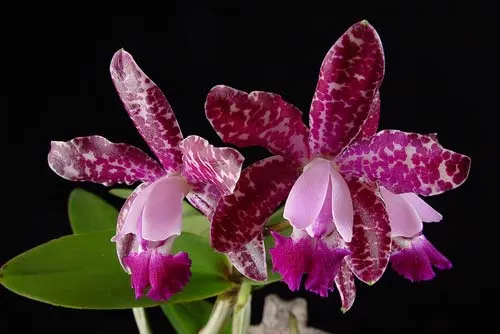 Cattleya Hsinying Cognac 'Thai Spots' x self