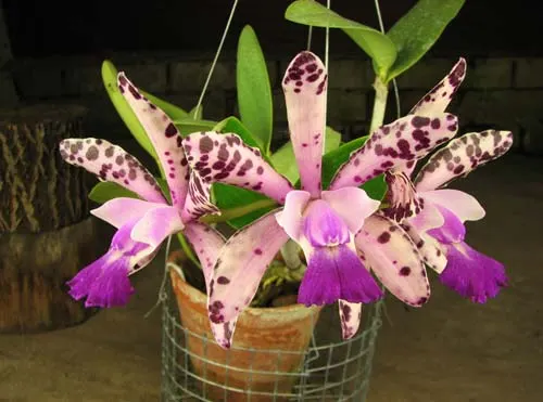 Cattleya Taiwan Green Emerald