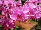 Doritaenopsis Ruey Lih Queen 'ORCHIS'