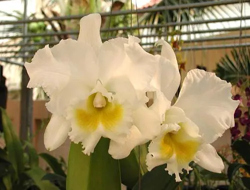 Cattleya White Belle (Cattleya mossiae wagneri x Cattleya White Empress)