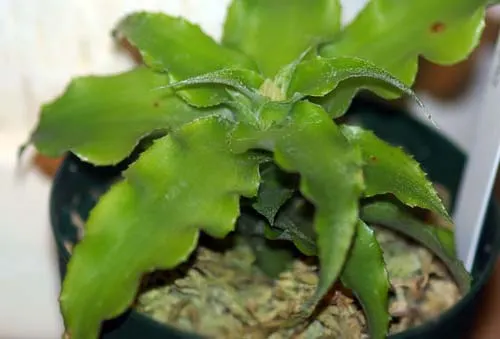 Cryptanthus acaulis