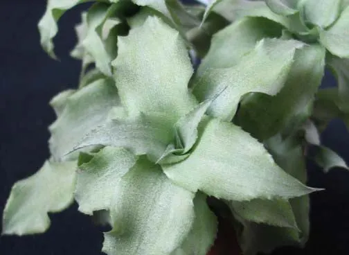 Cryptanthus acaulis var. argenteus