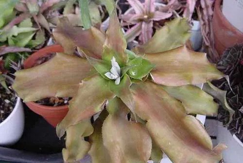 Cryptanthus aurantiacus
