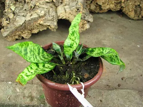Cryptanthus beukeri