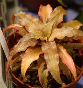 Cryptanthus acaulis var. rubra