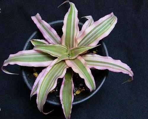 Cryptanthus bivittatus