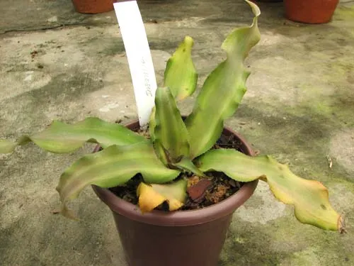 Cryptanthus farinosus