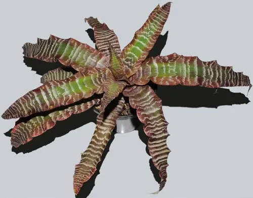 Cryptanthus fosterianus