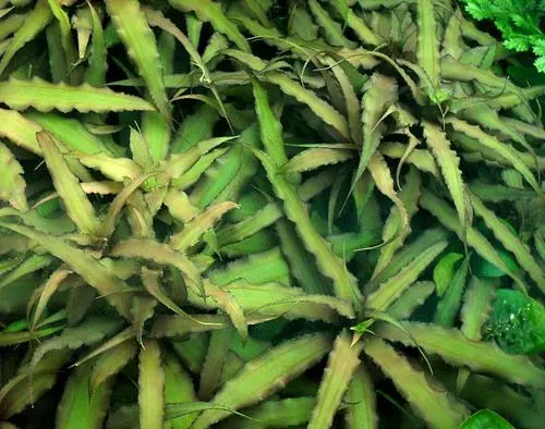 Cryptanthus scaposus
