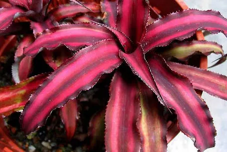 Cryptanthus bivittatus var. minor