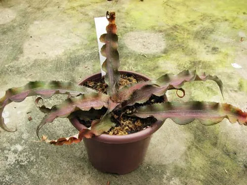 Cryptanthus undulatus