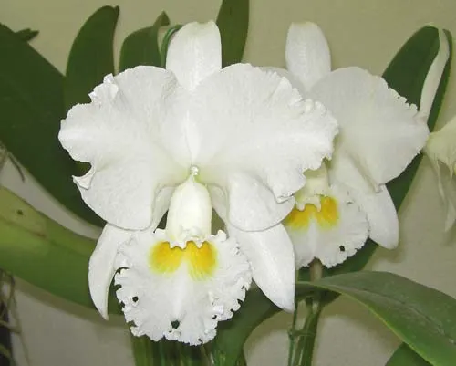 Cattleya President Kennedy (Cattleya Bow Bells x Cattleya Mademoiselle Louise Pauwels)