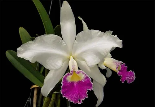 Cattleya Soror Angelica (Cattleya gigas F.M.B. x Cattleya Dupreana alba)