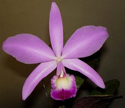 Laeliocattleya Statteriana (Laelia perrinii x Cattleya Labiata)