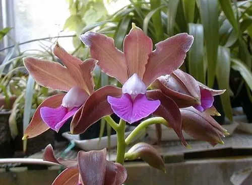 Cattleya grossii