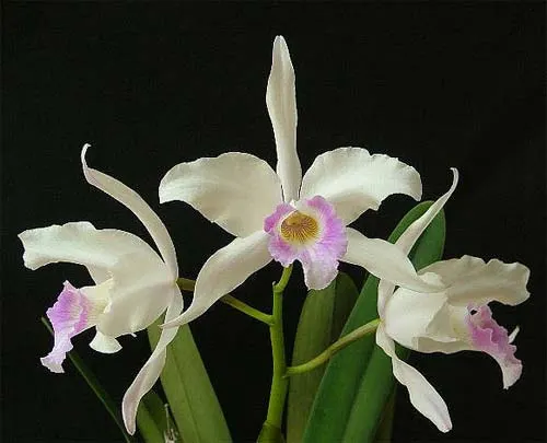 Cattleya eldorado x Laelia purpurata var. Russelliana