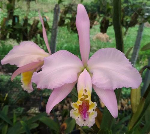 Cattleya mossiae x self