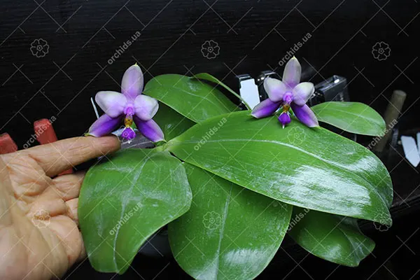 Phalaenopsis Samera Blue 'Mituo#1'