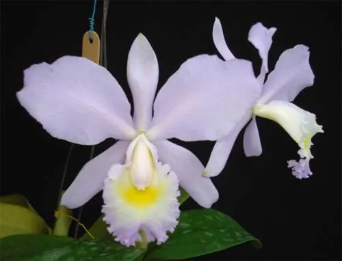 Cattleya Valentine x Cattleya loddigesii coerulea
