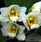 Bifrenaria thyrianthina alba plena