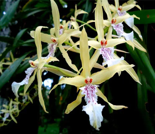 Miltonia flavescens