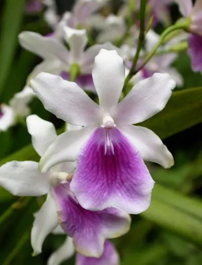 Miltonia regnellii (extra size)