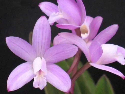 Laelia ghillanyi (clump)