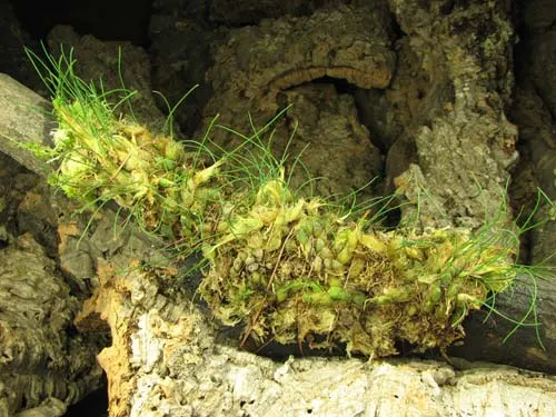 Isabelia virginalis (clump)