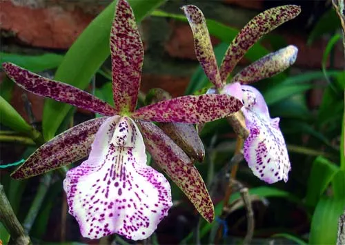 Brassocattleya Hippodamia 'Kelvin Lucky' (Brassavola nodosa x Cattleya aclandiae)