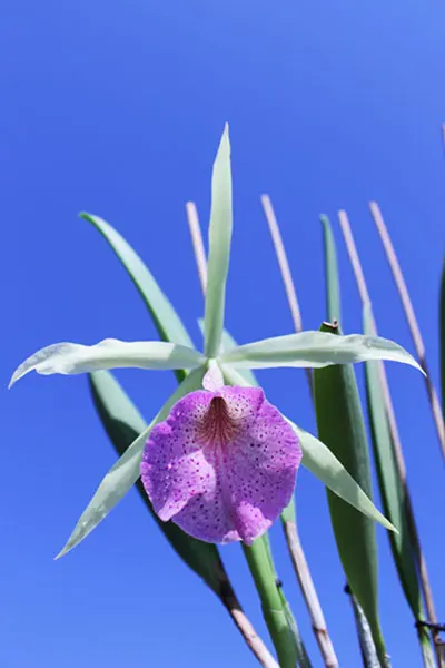 Brassocattleya Saint Andre (Cattleya dowiana aurea x Brassavola nodosa)