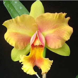 Brassolaeliocattleya (Julio Barbiero x Saint Helena Sound)