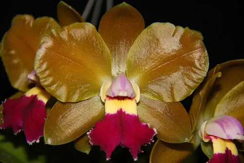 Brassolaeliocattleya Chinese Bronze 'Marco Polo'
