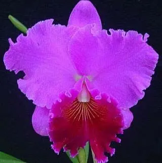 Brassolaeliocattleya Sunstates Peak Down (Mem.Crispin Rosales x Bonanza Queen)