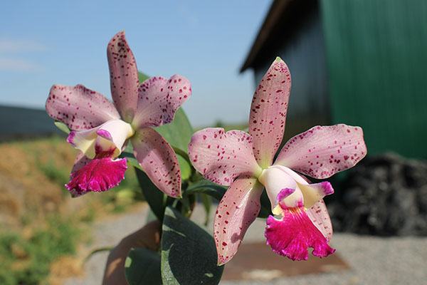 Cattleya (Penny Kuroda x Corcovado)