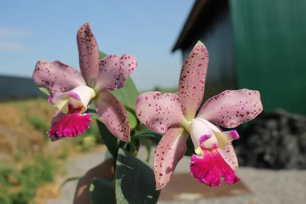 Cattleya (Penny Kuroda x Corcovado)