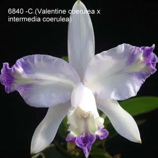 Cattleya (Valentine coerulea x intermedia coerulea aquinii)