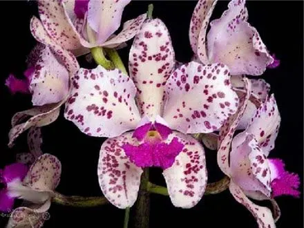 Cattleya amethystoglossa dark spots x sib