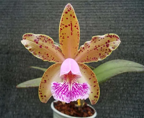 Cattleya Cantagalo (Pedra da Gavea x Kerchoveana)
