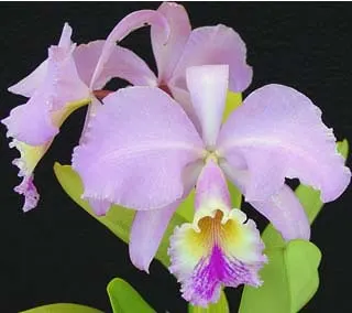 Cattleya gaskelliana (amoena x coerulea)