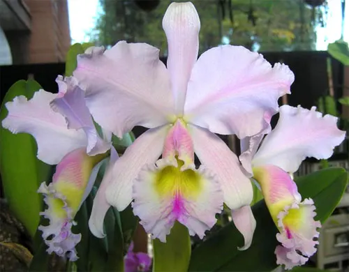 Cattleya gaskelliana (suavissima x rosea)