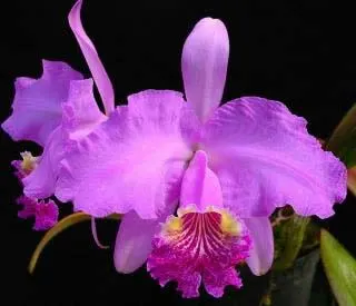 Cattleya lueddemaniana (color overlap x Irina)
