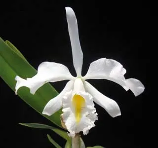 Cattleya maxima alba 'Hasegawa' x self