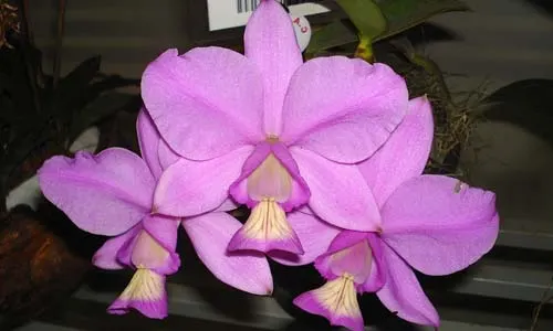 Cattleya mesquitae (C. nobilior x C. walkeriana)