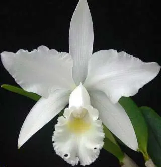 Cattleya Undine alba (intermedia x mossiae)